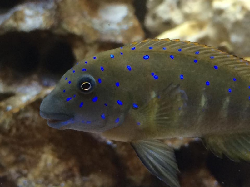 Eretmodus cyanostictus 'Kalambo Lodge'